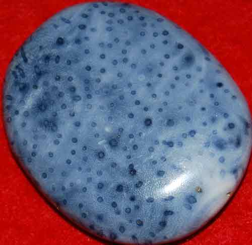 Blue Fossil Coral Palm Stone #11