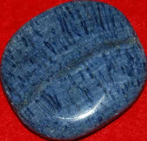 Blue Fossil Coral Palm Stone #12