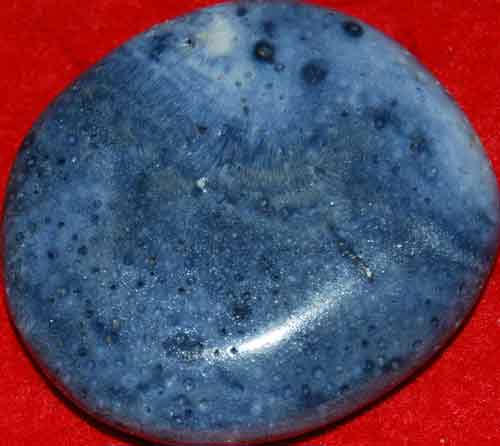 Blue Fossil Coral Palm Stone #14