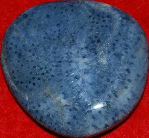 Blue Fossil Coral Palm Stone #17