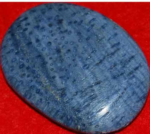 Blue Fossil Coral Palm Stone #2