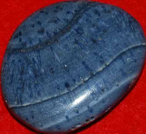 Blue Fossil Coral Palm Stone #3