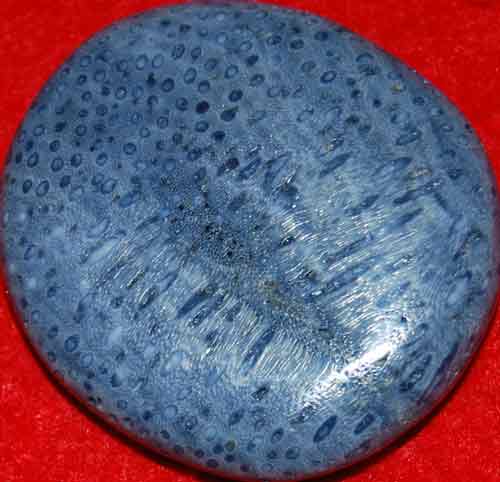 Blue Fossil Coral Palm Stone #5
