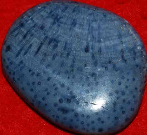 Blue Fossil Coral Palm Stone #7