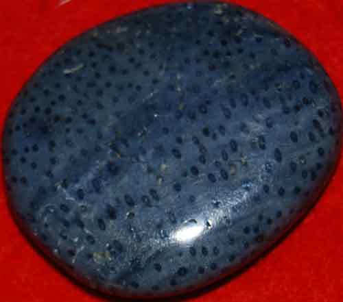 Blue Fossil Coral Palm Stone #9