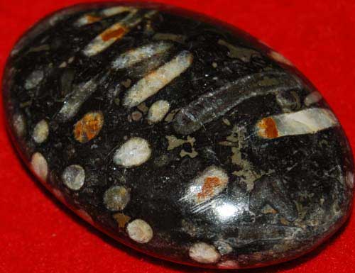 Fossil Coral Palm Stone #3