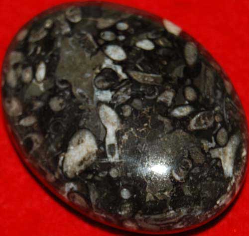 Fossil Coral Palm Stone #8