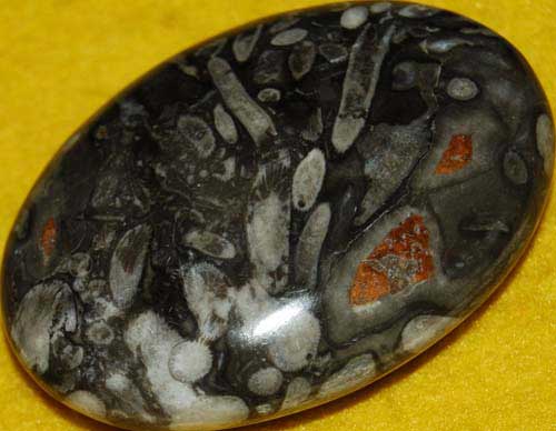 Fossil Coral Palm Stone#9