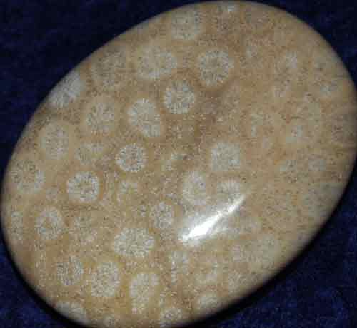 Fossil Coral Soap-Shaped Palm Stone #12