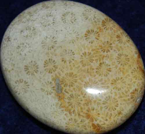 Fossil Coral Soap-Shaped Palm Stone #13