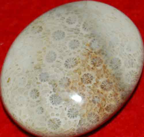 Fossil Coral Soap-Shaped Palm Stone #16
