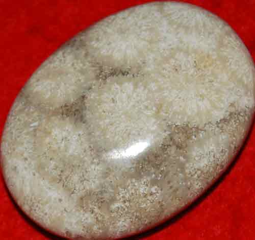 Fossil Coral Soap-Shaped Palm Stone #17