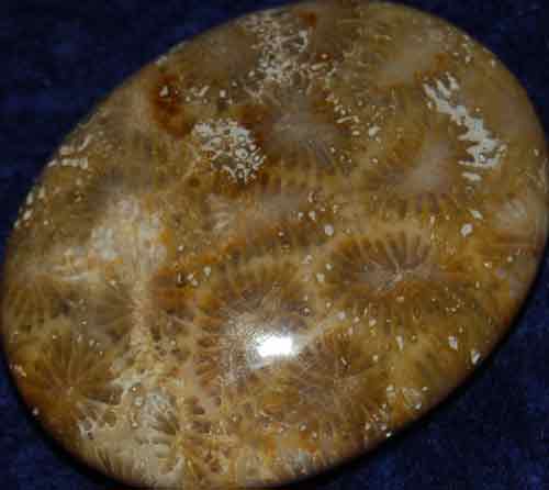 Fossil Coral Soap-Shaped Palm Stone #18