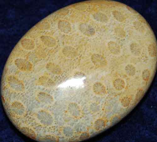 Fossil Coral Soap-Shaped Palm Stone #20
