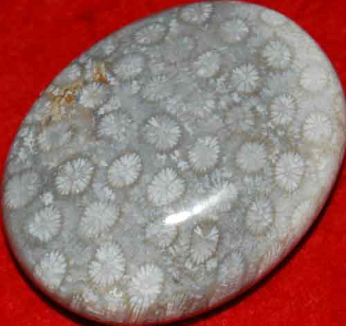 Fossil Coral Soap-Shaped Palm Stone #22