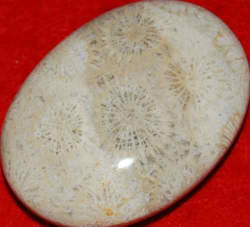 Fossil Coral Soap-Shaped Palm Stone #6