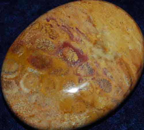 Fossil Coral Soap-Shaped Palm Stone #7