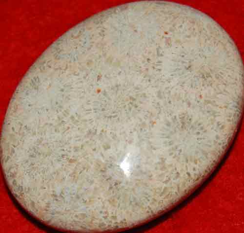 Fossil Coral Soap-Shaped Palm Stone #9