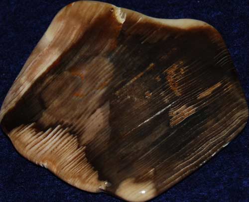 Petrified Wood Palm Stone #15