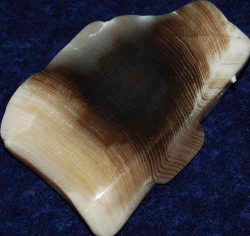 Petrified Wood Palm Stone #9