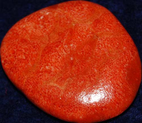 Red Coral Palm Stone #8