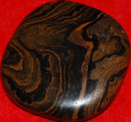 Stromatolite Palm Stone #10