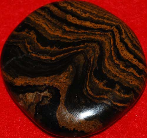 Stromatolite Palm Stone #5