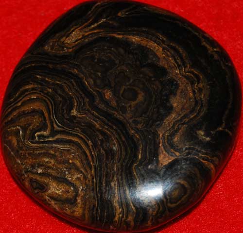 Stromatolite Palm Stone #6