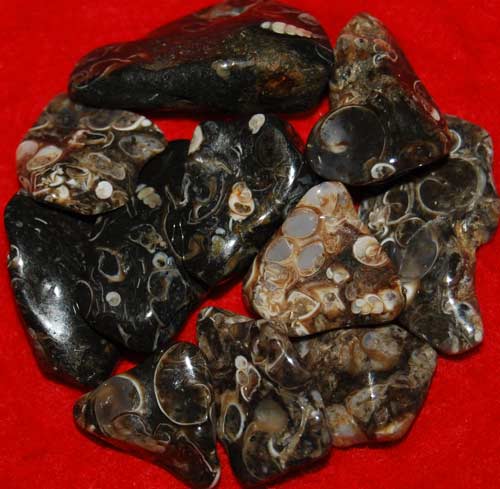 11 Turritella Agate Tumbled Stones #1