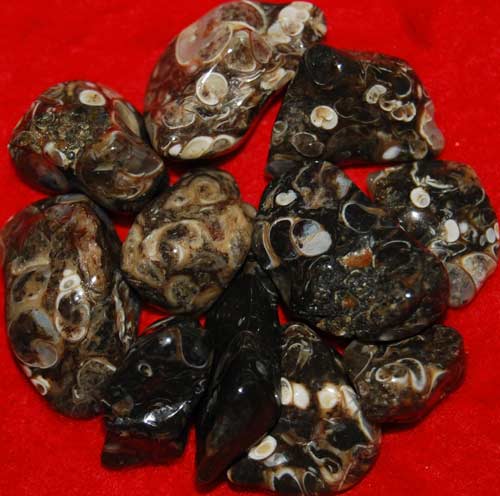 11 Turritella Agate Tumbled Stones #3