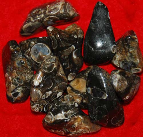 11 Turritella Agate Tumbled Stones #5