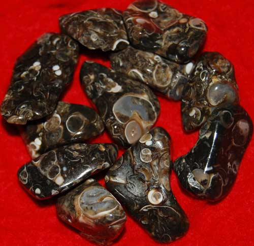 11 Turritella Agate Tumbled Stones #7